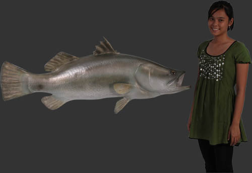 Barramundi Fish / Fiberglass