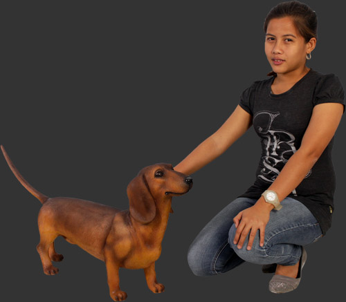 Dachshund / Brown