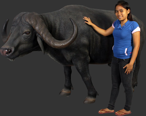 African Buffalo