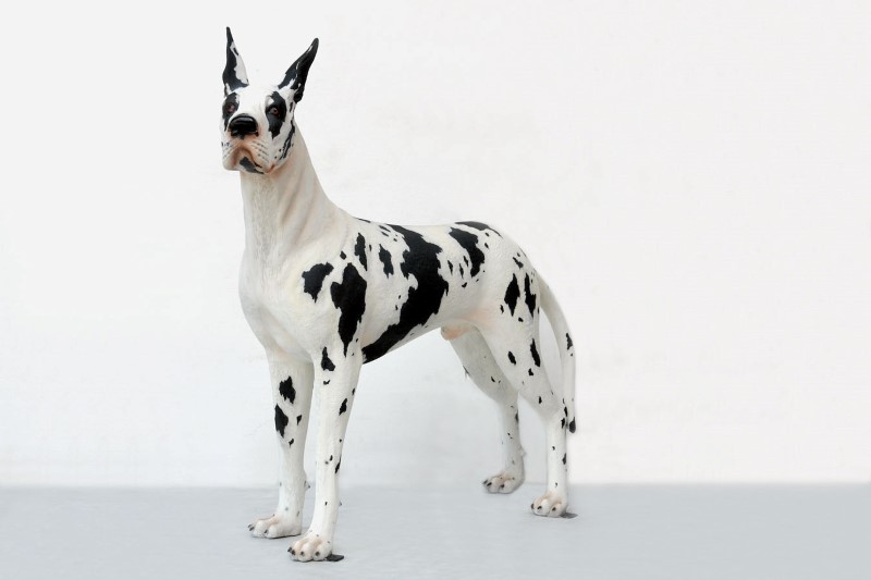 life size great dane