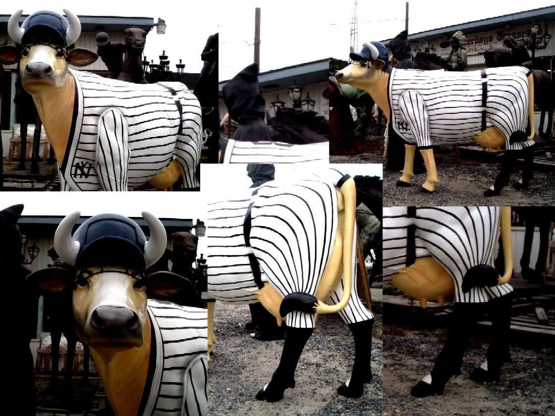 Yankee Cow