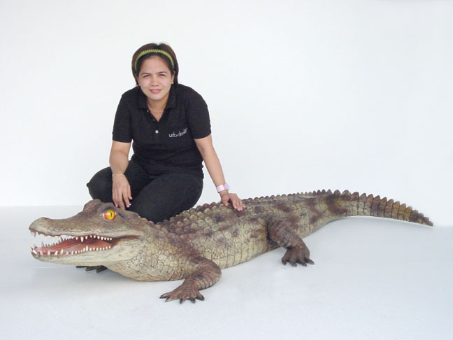 Cayman Alligator / 6.5 ft. Long