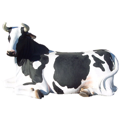 Cow Laying Down