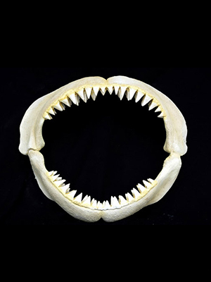 Great White Shark Jaws ( Small )