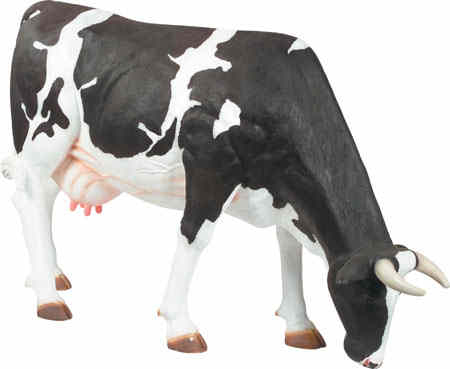 Cow with Head Down, eating his salad...