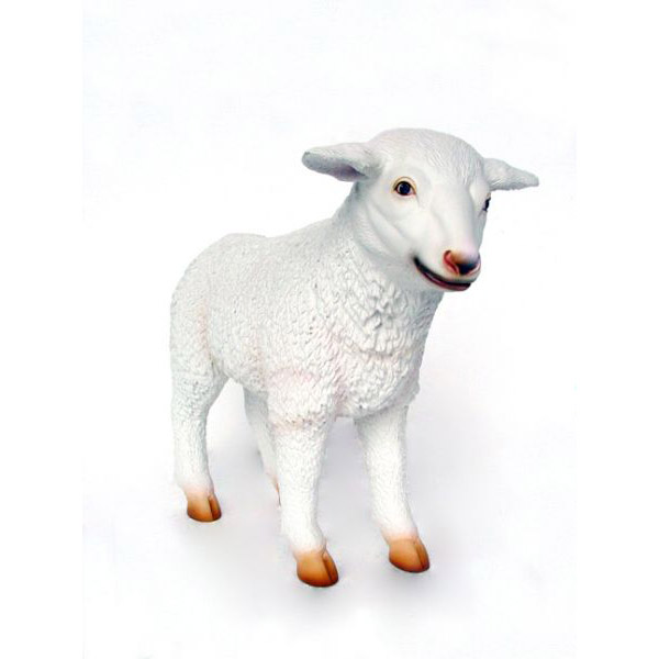 Baby Lamb