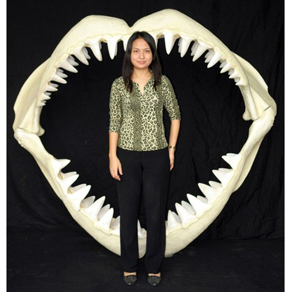 Great White Shark Jaws