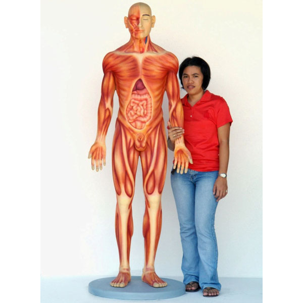 Human Anatomy - Male