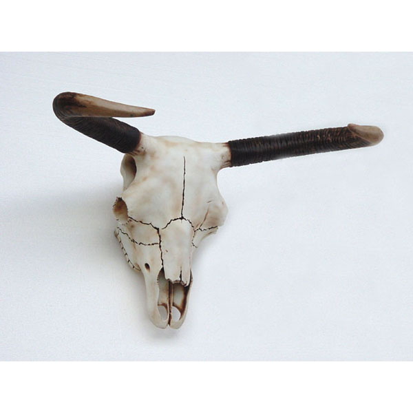 Bull Skull - Click Image to Close