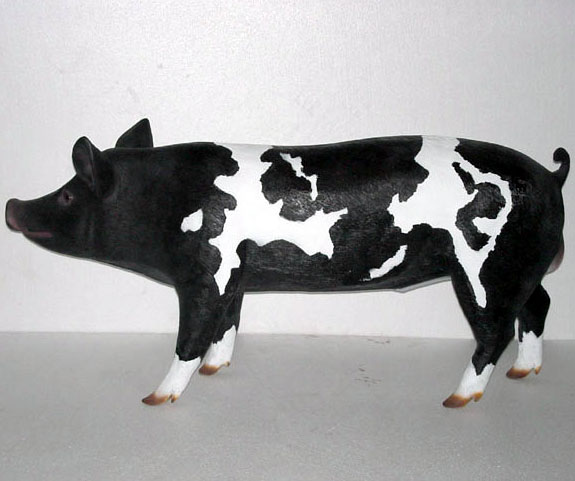 Black and White Pig