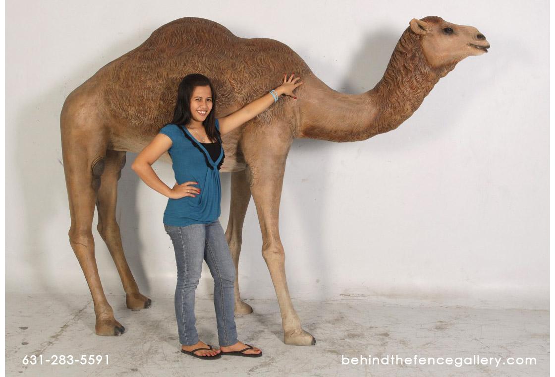 Male Dromedary Camel Statue