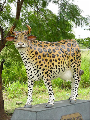 Cheetah Cow (with or without Horns) - Click Image to Close