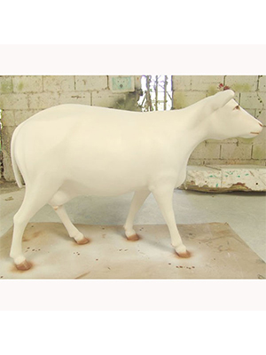 White Heifer