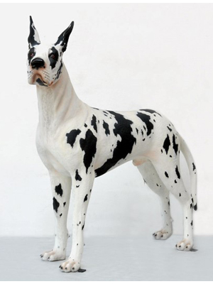 Great Dane Harlequin Dog