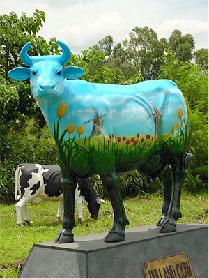 \" Holland \" Cow (with or without Horns)