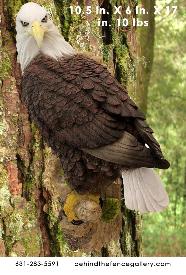 American Bald Eagle