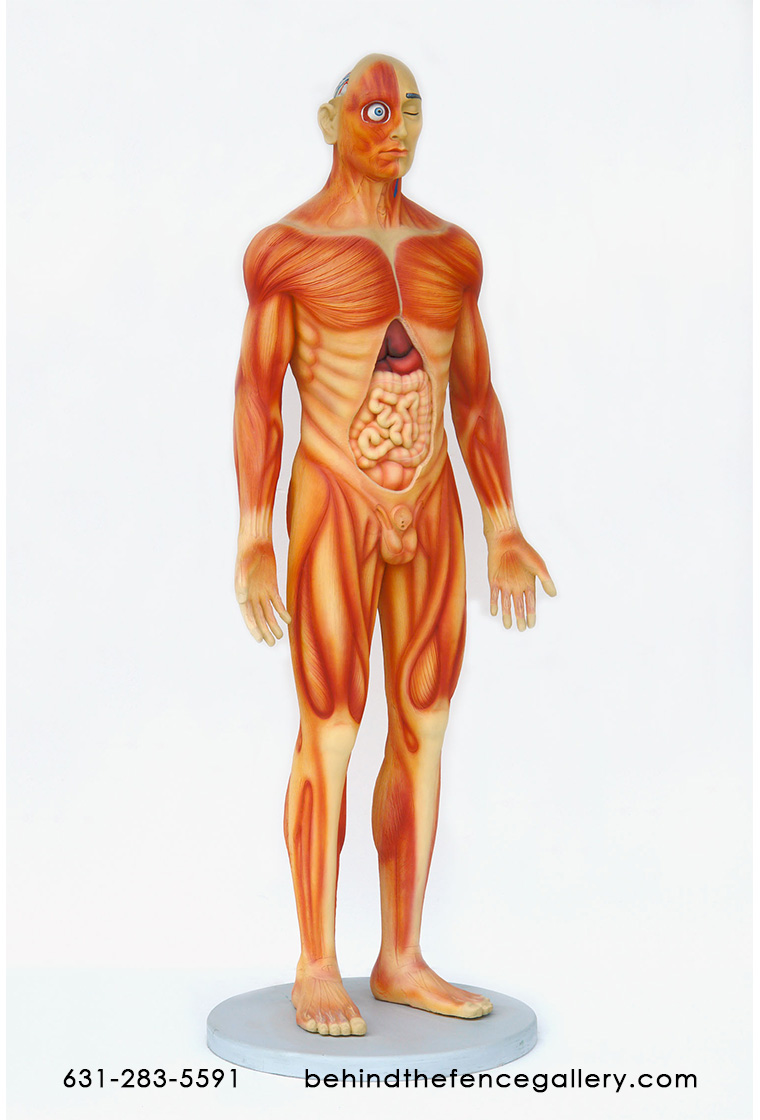 Human Anatomy - Male Statue - Click Image to Close
