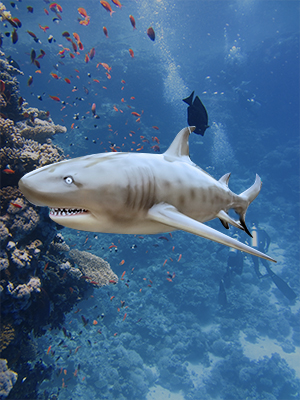 Hanging Sand Tiger Shark