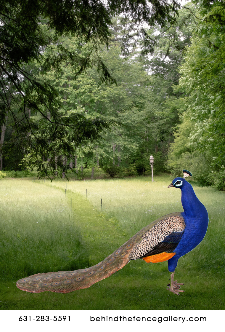 Male Peacock Statue
