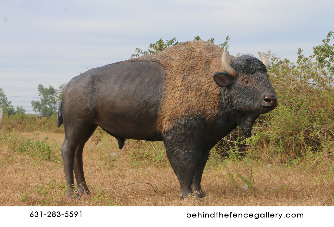 American Bison American Bison