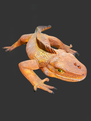 Iguana - 3 Ft Long