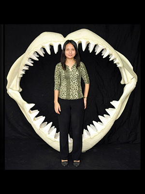 Great White Shark Jaws ( Large )