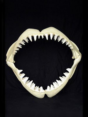 Great White Shark Jaws ( Medium )